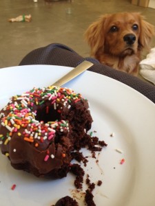 formas-como-os-caes-demonstram-seu-amor-13